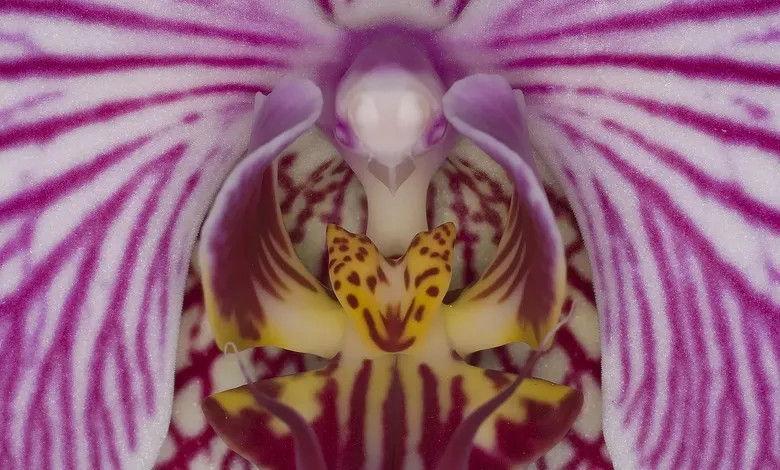 orchid tattoo