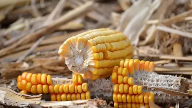 fpo corn