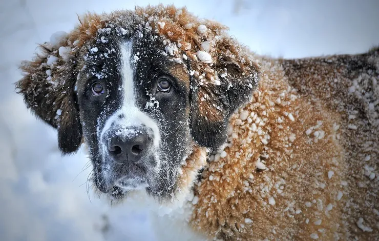 animal hospital near me