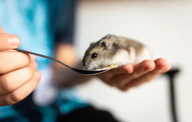 caring hands animal