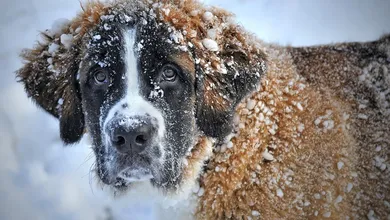 animal hospital near me