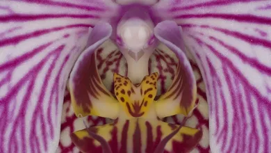 orchid tattoo