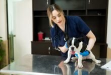 dr millar veterinarian tucson