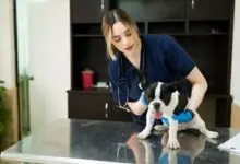 dr millar veterinarian tucson