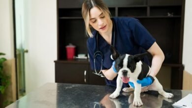 dr millar veterinarian tucson