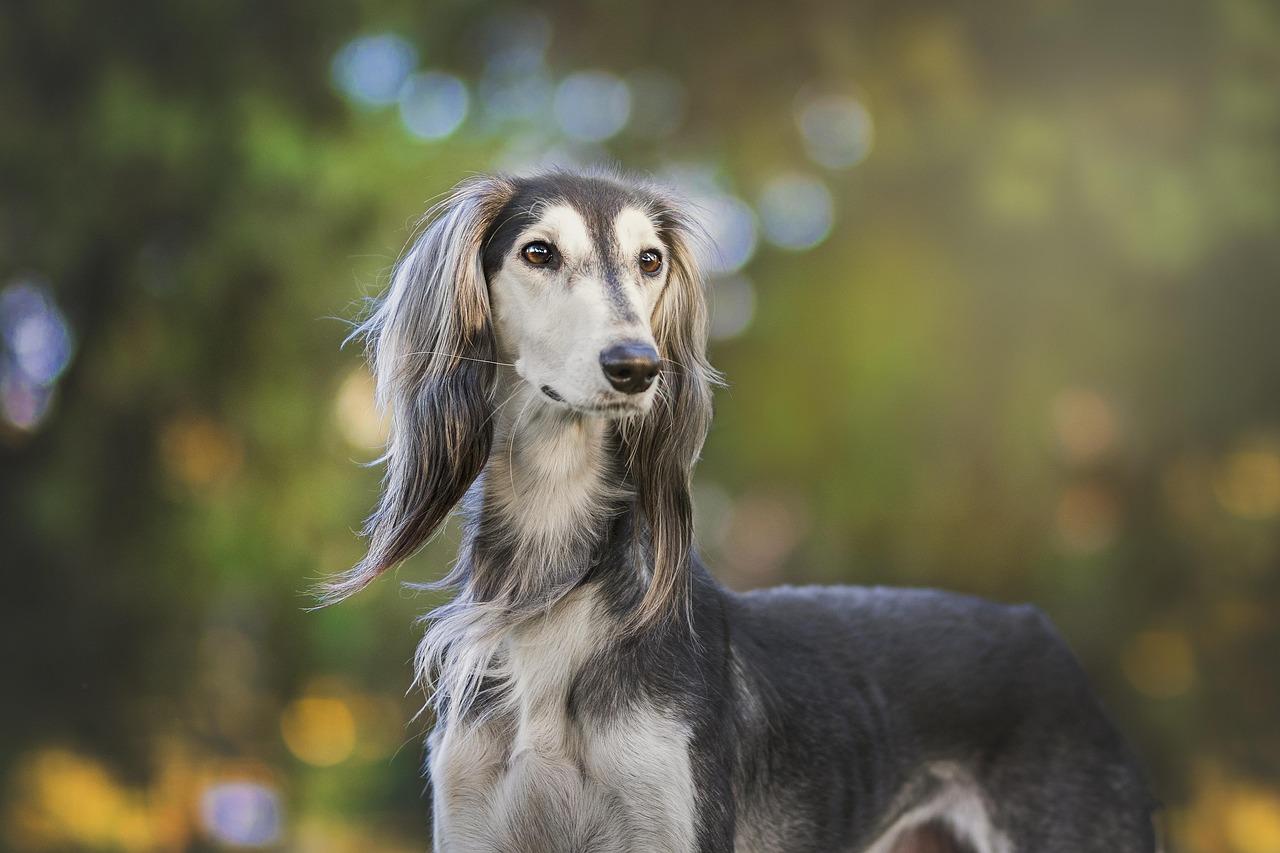 dr millar veterinarian tucson