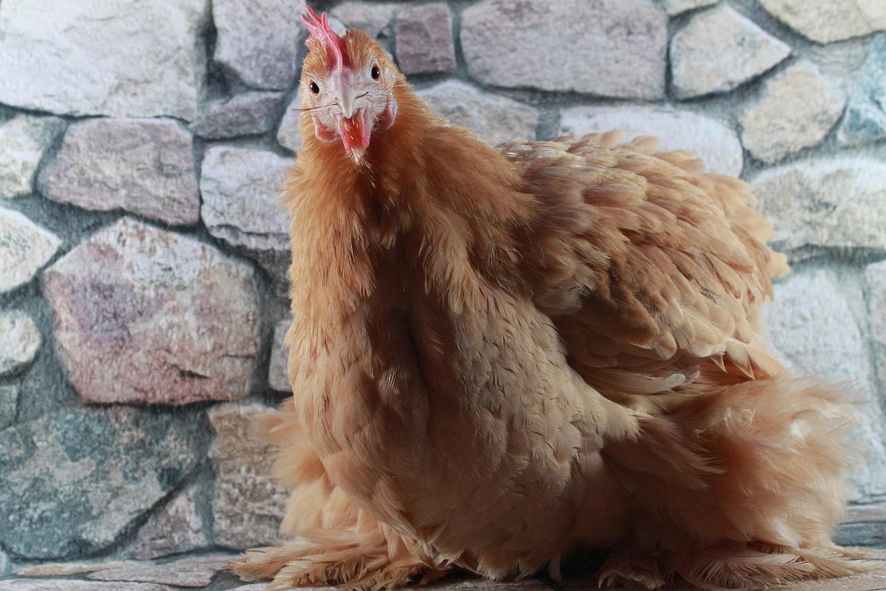 bantam rooster cochin harness