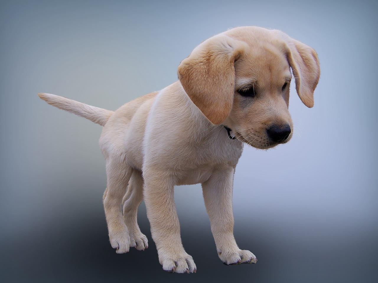 dr millar veterinarian lakeland terriers tucson az