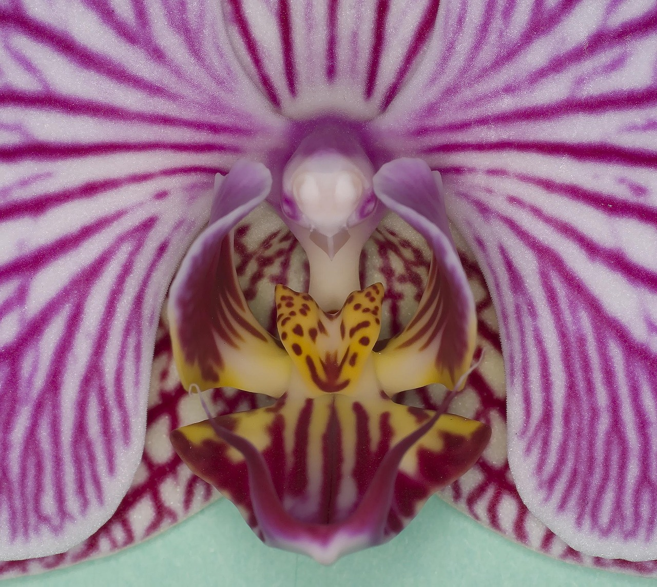 orchid tattoo
