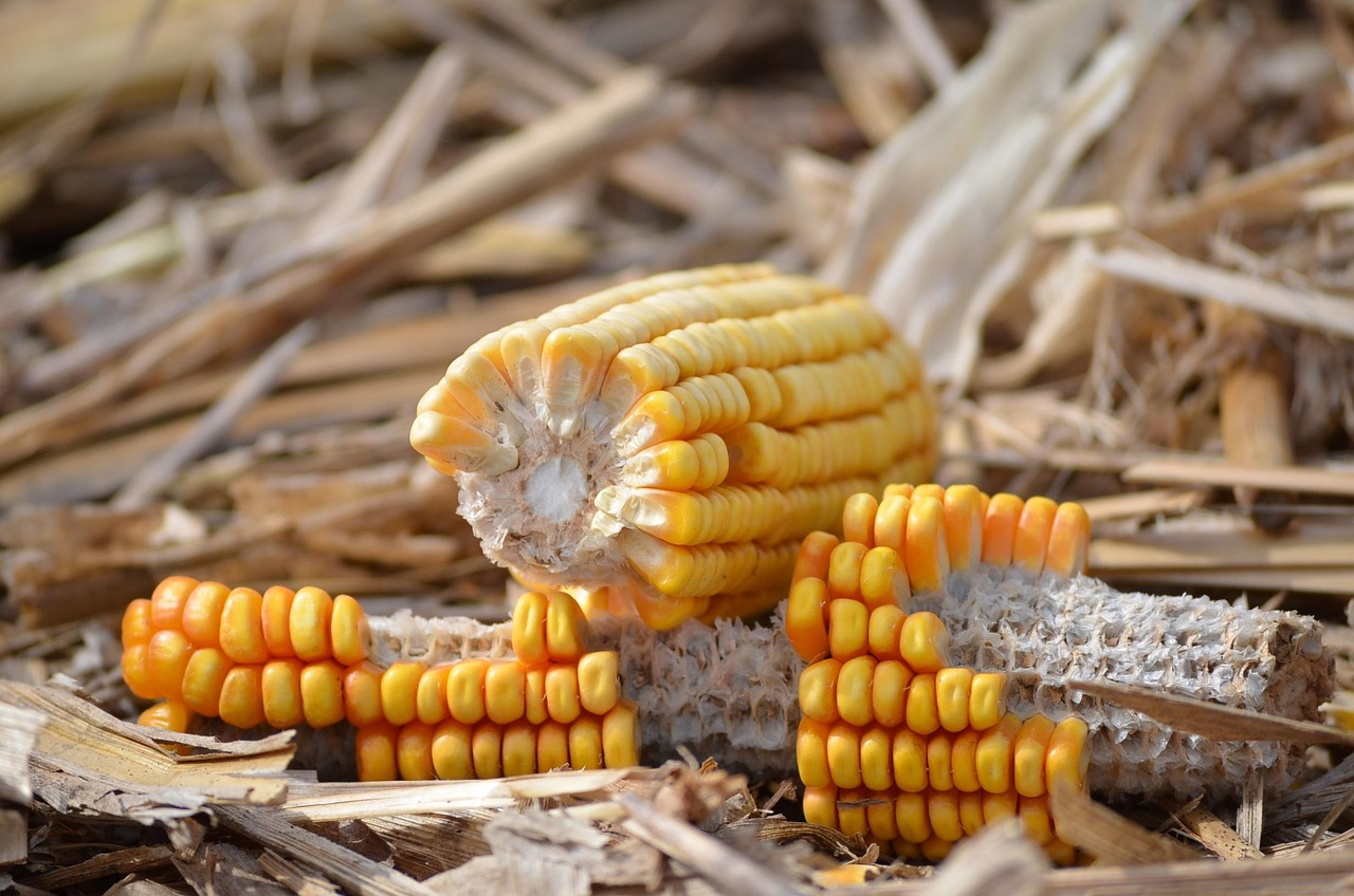 fpo corn