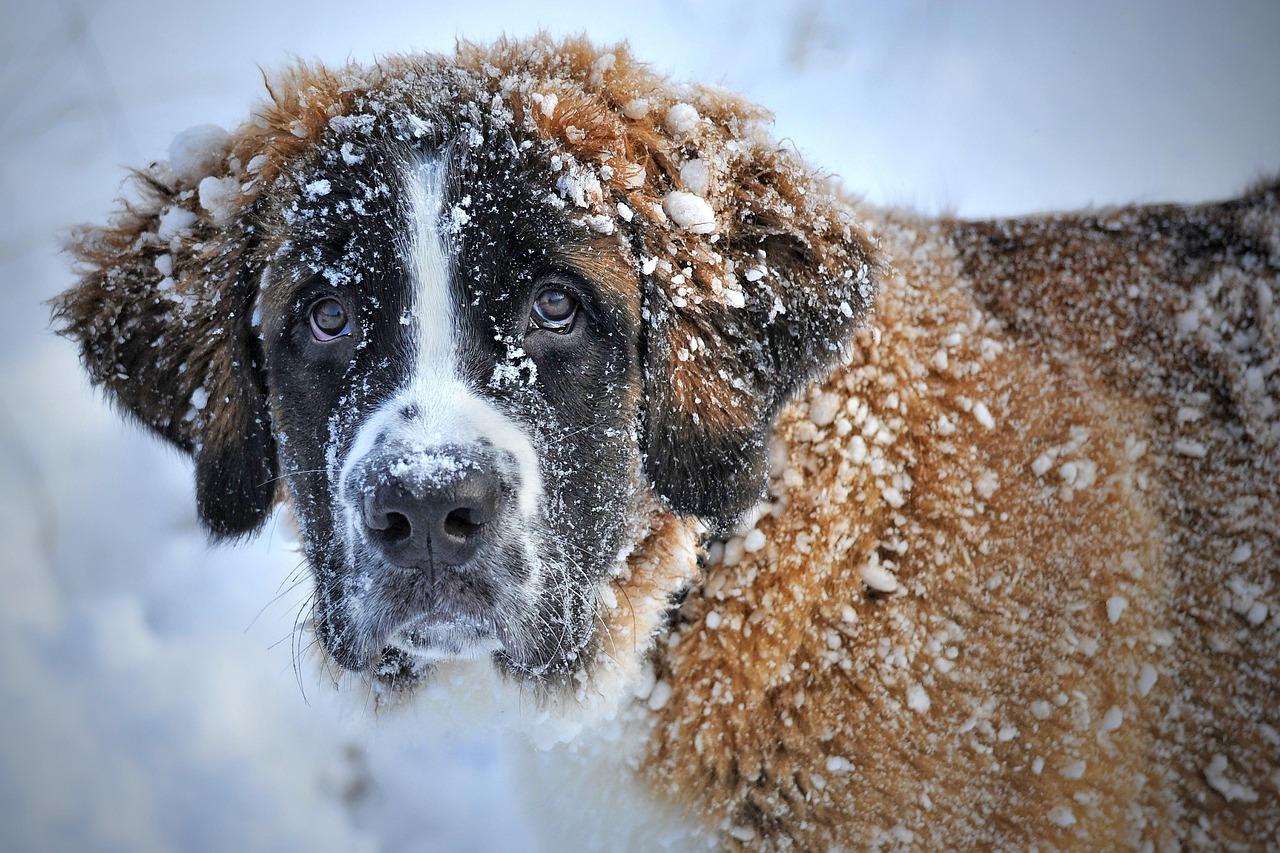 animal hospital near me