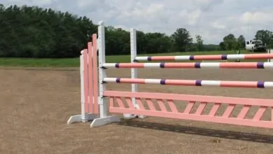 horse jumps